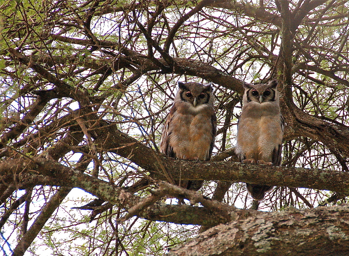 Verreaux's Eagle-Owl, Tarangire National Park, Tanzania, United Republic of