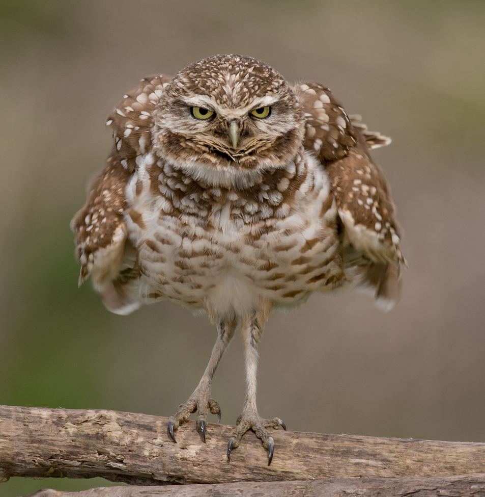 Burrowing Owl, Vancouver , Canada