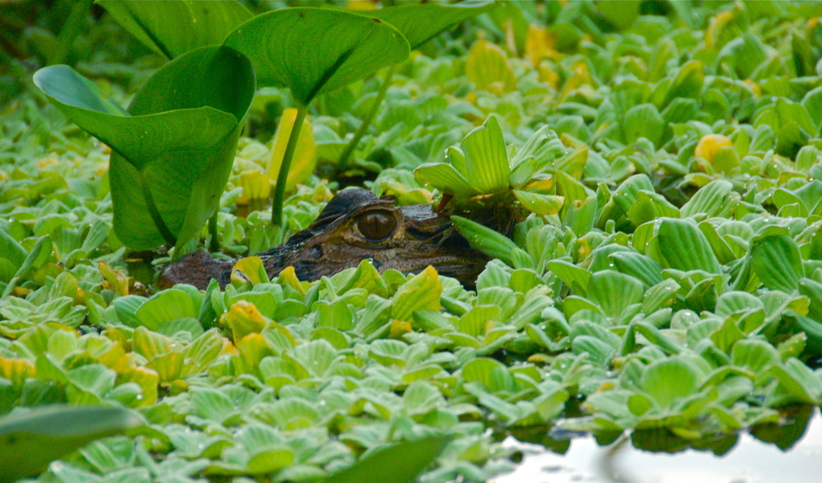 Caiman, Yasuni National Park, Ecuador