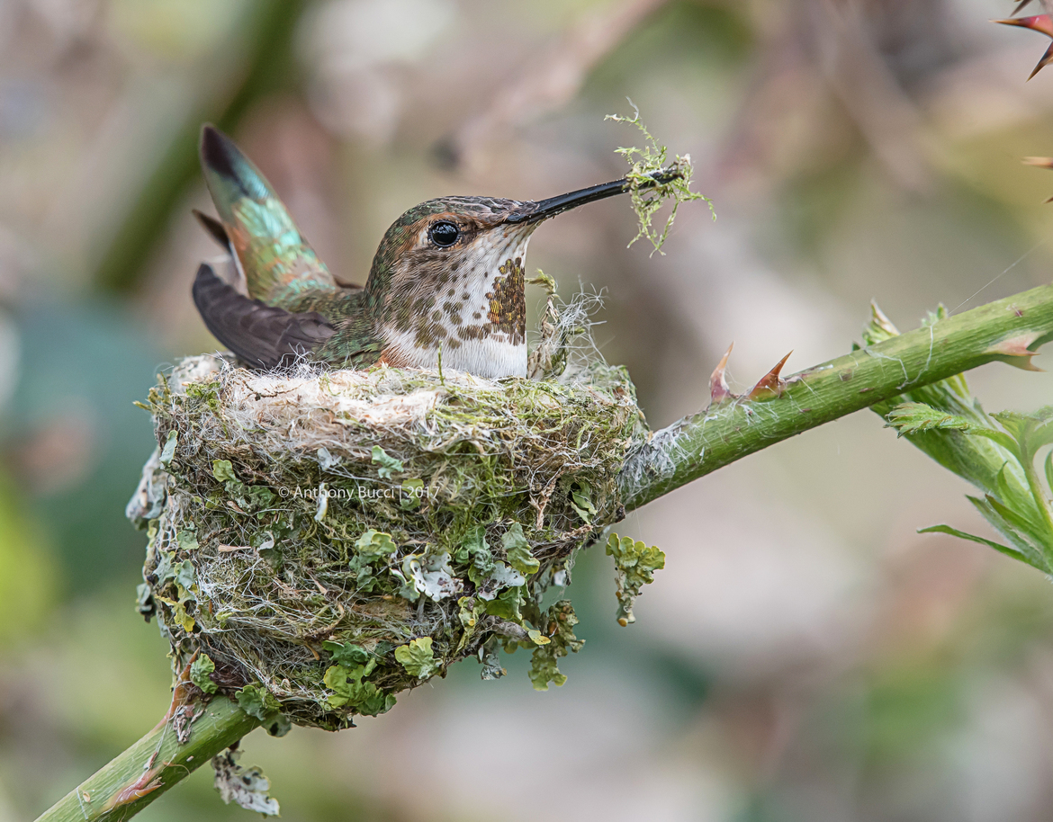 Rufous Hummingbird, Abbotsford, Canada