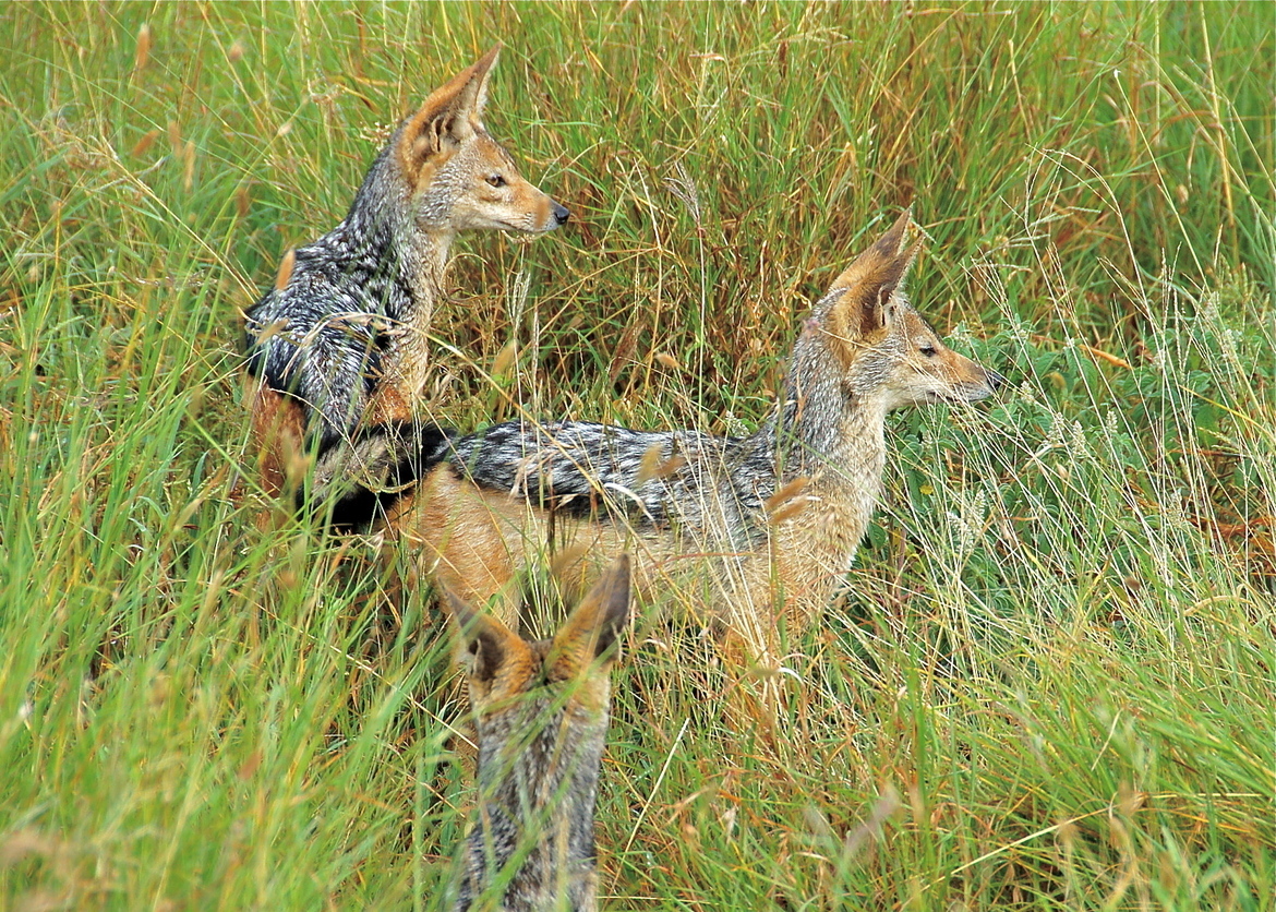 Black-Backed Jackal, Serengeti National Park, Tanzania, United Republic of