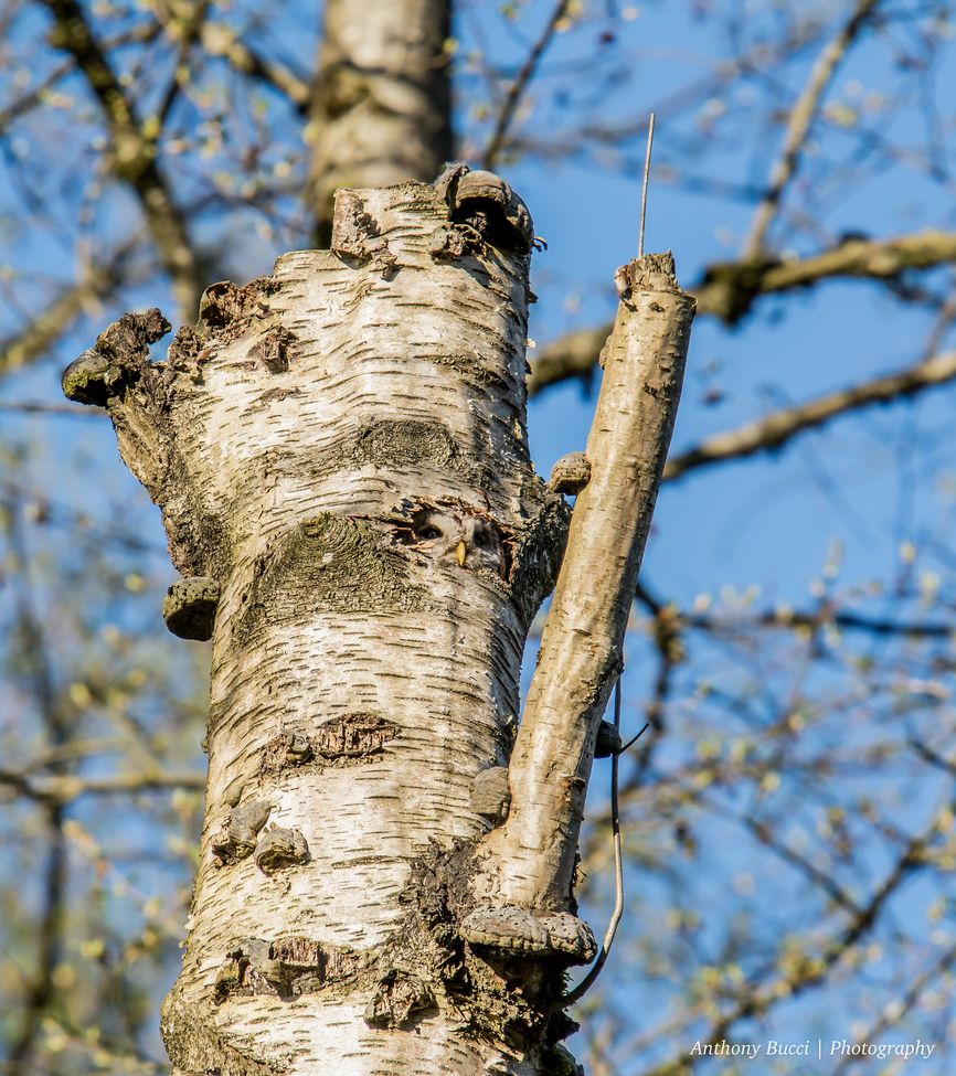 Barred Owl , Langley , Canada