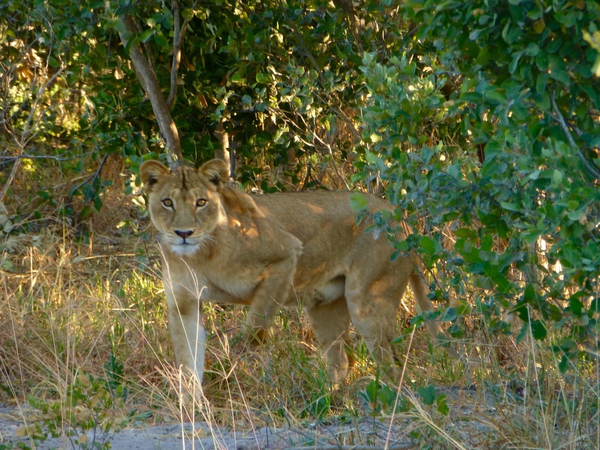 Lion, Mogotlho Safari Lodge, Botswana