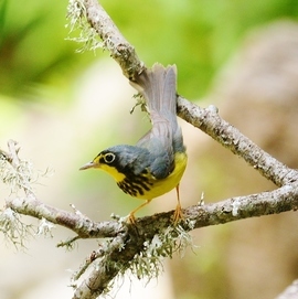 Grid 2017 05 15 warbler woods 5 15 923