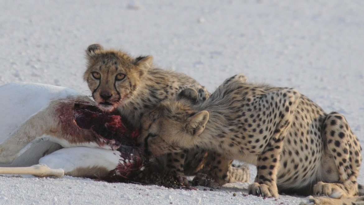 Cheetah cubs; impala kill, Etosha National Park, Namibia