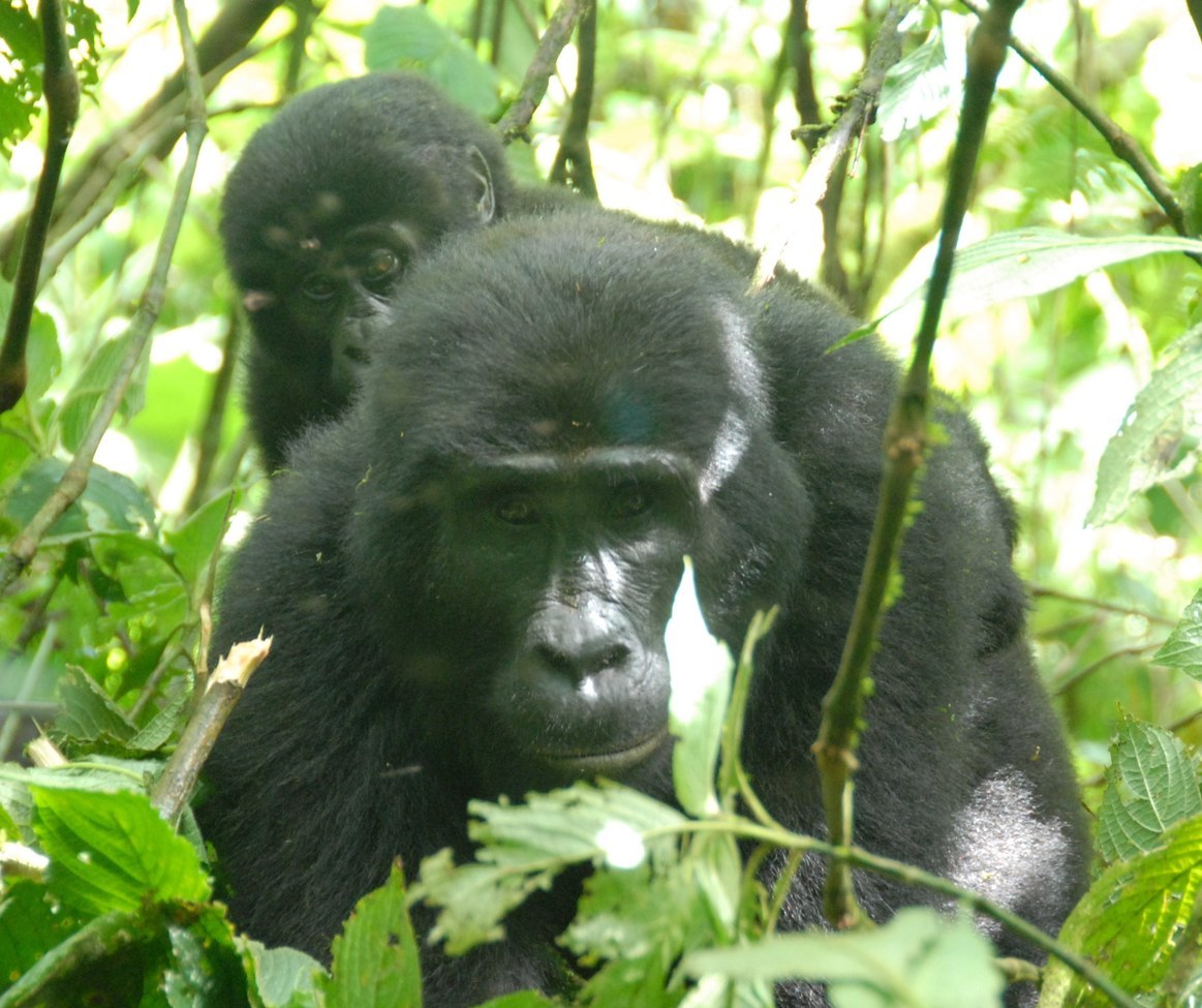 Mountain gorilla, Bwindi Impenetrable National Park, Uganda, Uganda