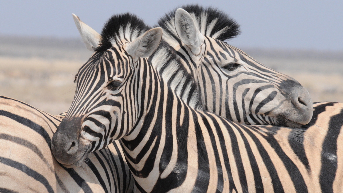 Zebra, Etosha National Park, Namibia
