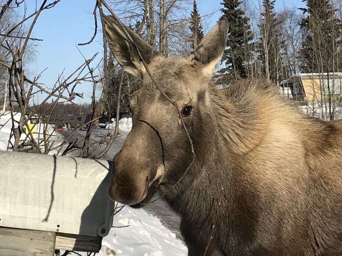 Alaskan Moose, Alaskan Neighborhood , United States of America
