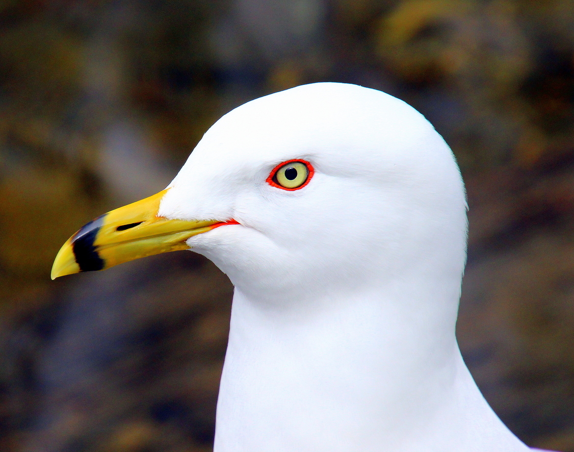 Ring - Billed Gull., Margaret Bowater Municipal Park, Corner Brook, NL., Canada