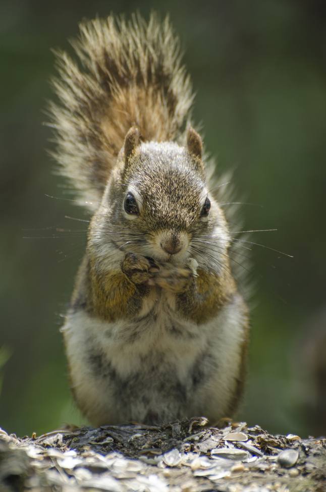 Squirrel, Mapleton Park, Moncton, NB, Canada