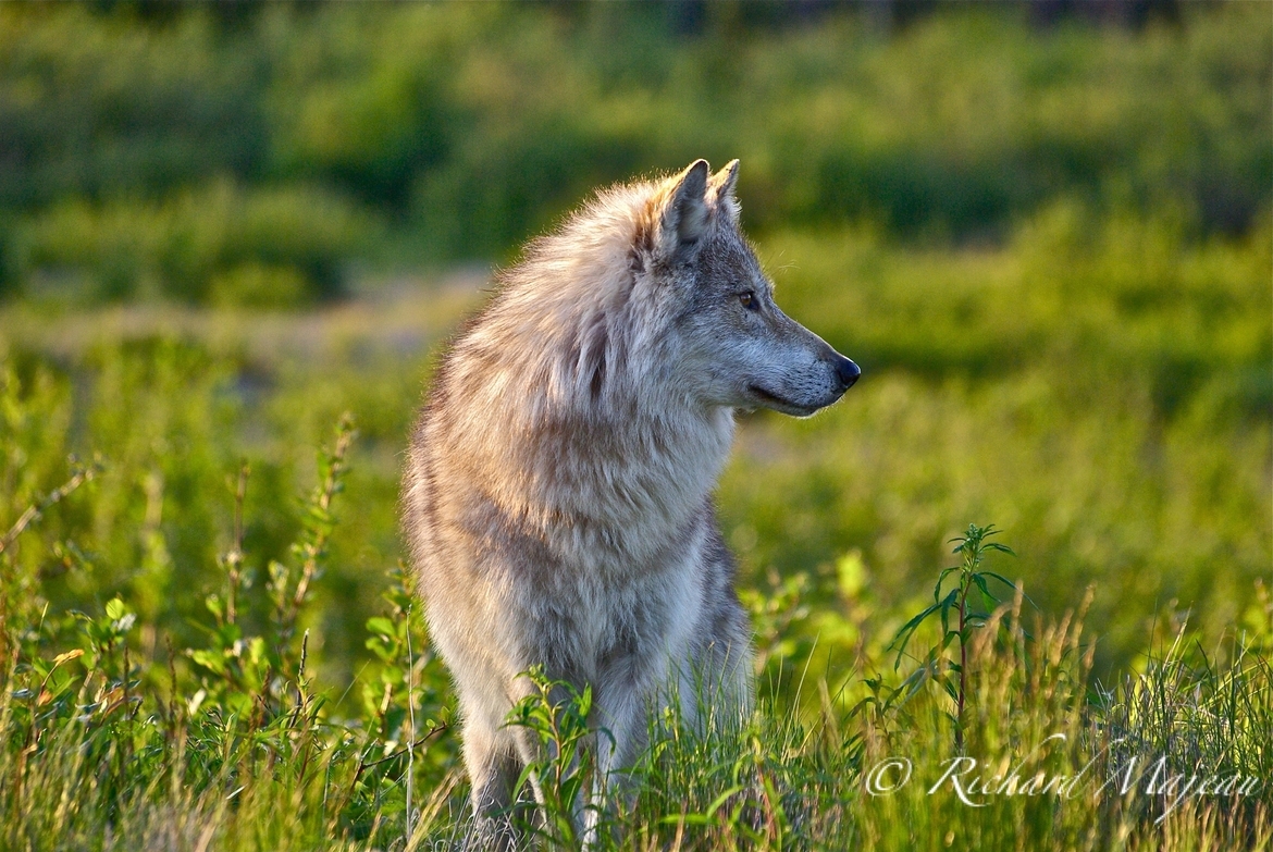 Loup du Labrador, Caniapiscau , Québec, Canada