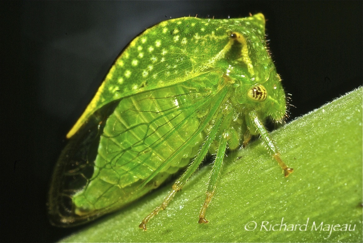  Un membracide du genre Stictocephala., Terrebonne, Québec, Canada