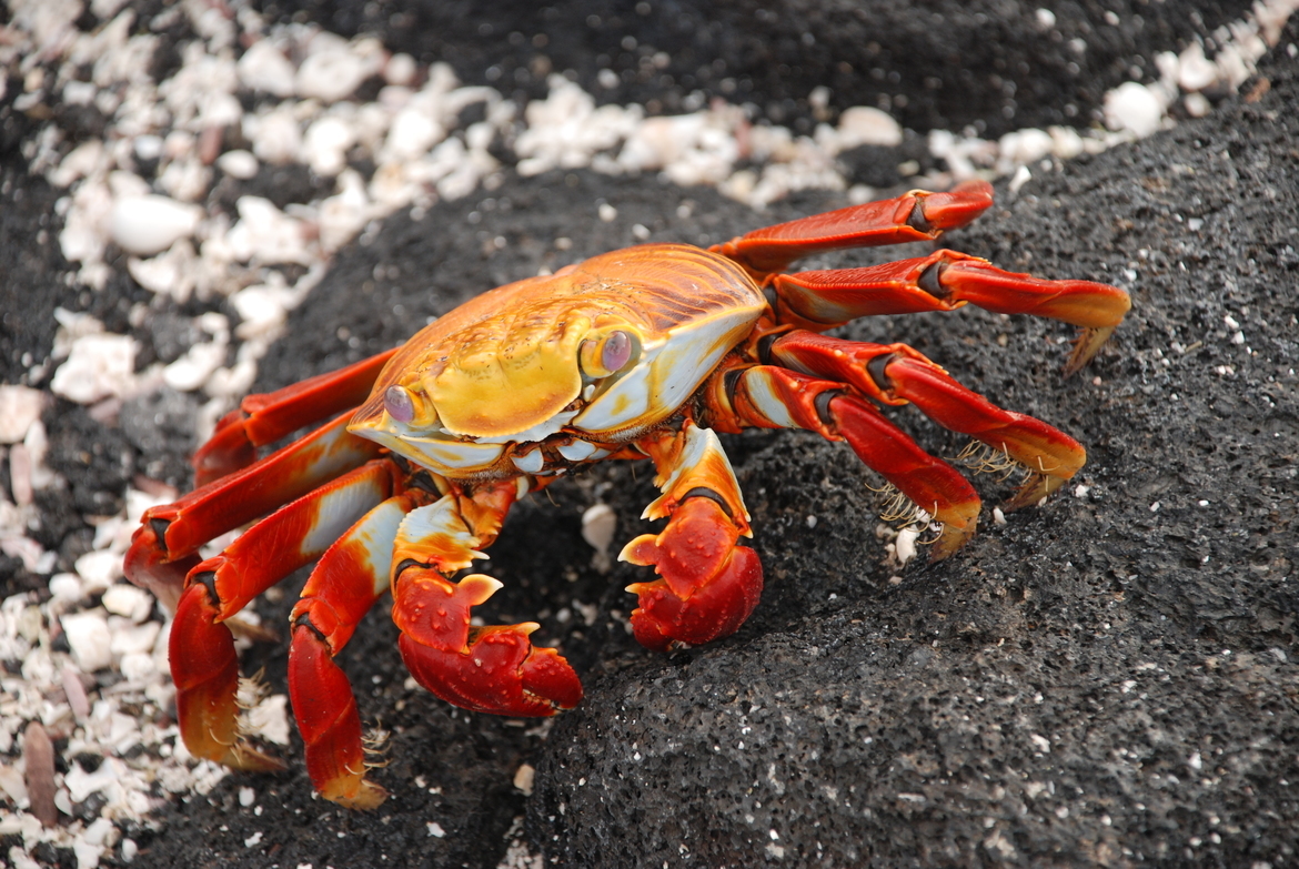 Sally Lightfoot Crab, Galapagos, Ecuador