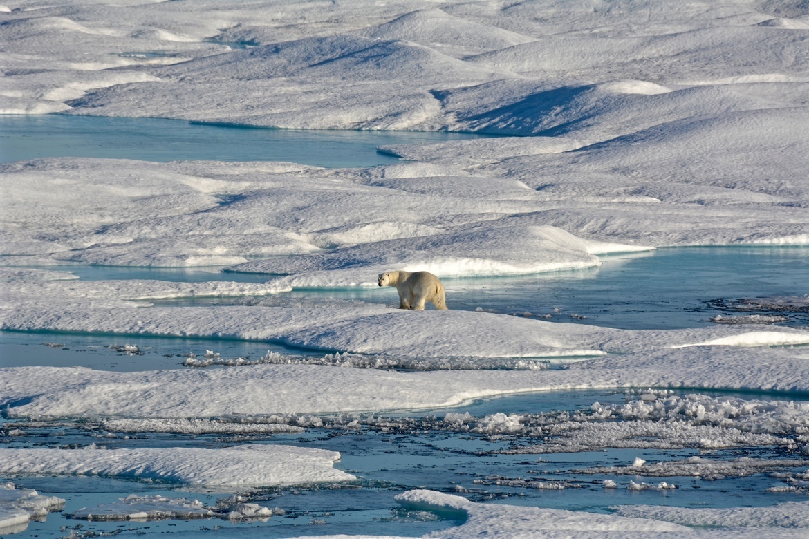 Polar Bear, Arctic, Canada