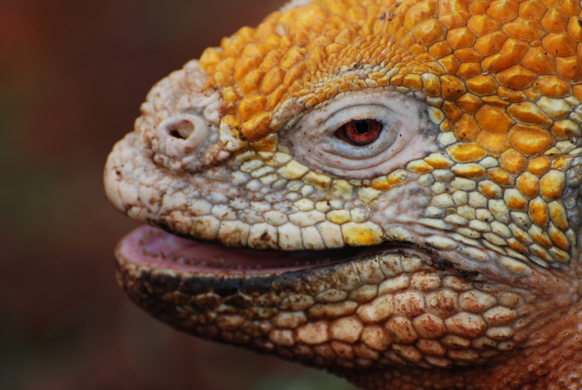 Land Iguana, Galapagos Islands, Ecuador