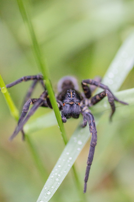 Grid spider2