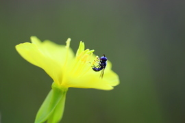 Grid bee
