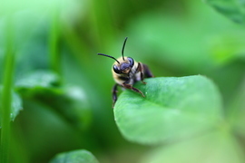 Grid bee crop no watermark