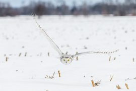 Grid 2016 2016 ottawa snowyowl 2099ps edited