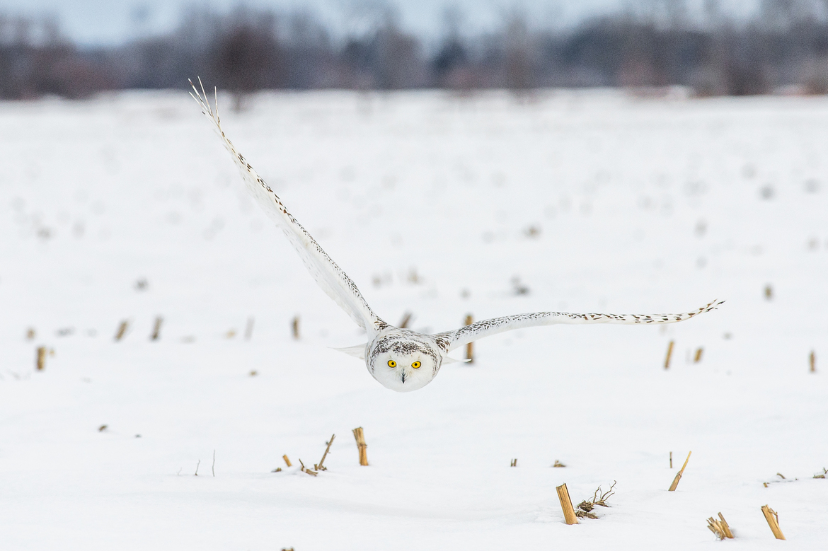 Snowy Owl, Ottawa, Canada