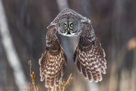Grid great gray owl 2  1 of 1 