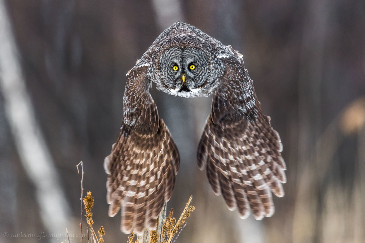 Great Gray Owl, Quebec, Canada