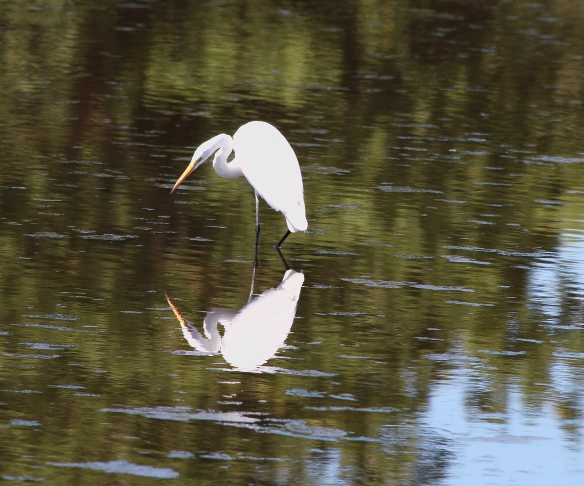 Egret, Bombay Hook Wildlife Refuge, Delaware, United States of America