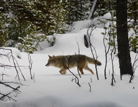 Grid coyote on the prowl