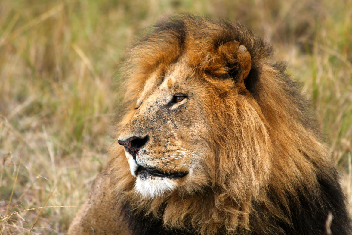 Lion / Panthera Leo, Maasai Mara, Kenya