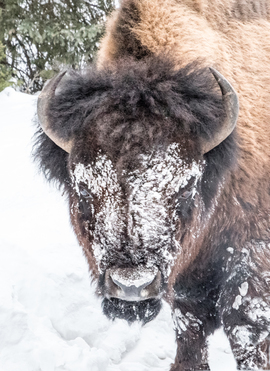 Grid dsc 5554 bisonface byjegriffiths