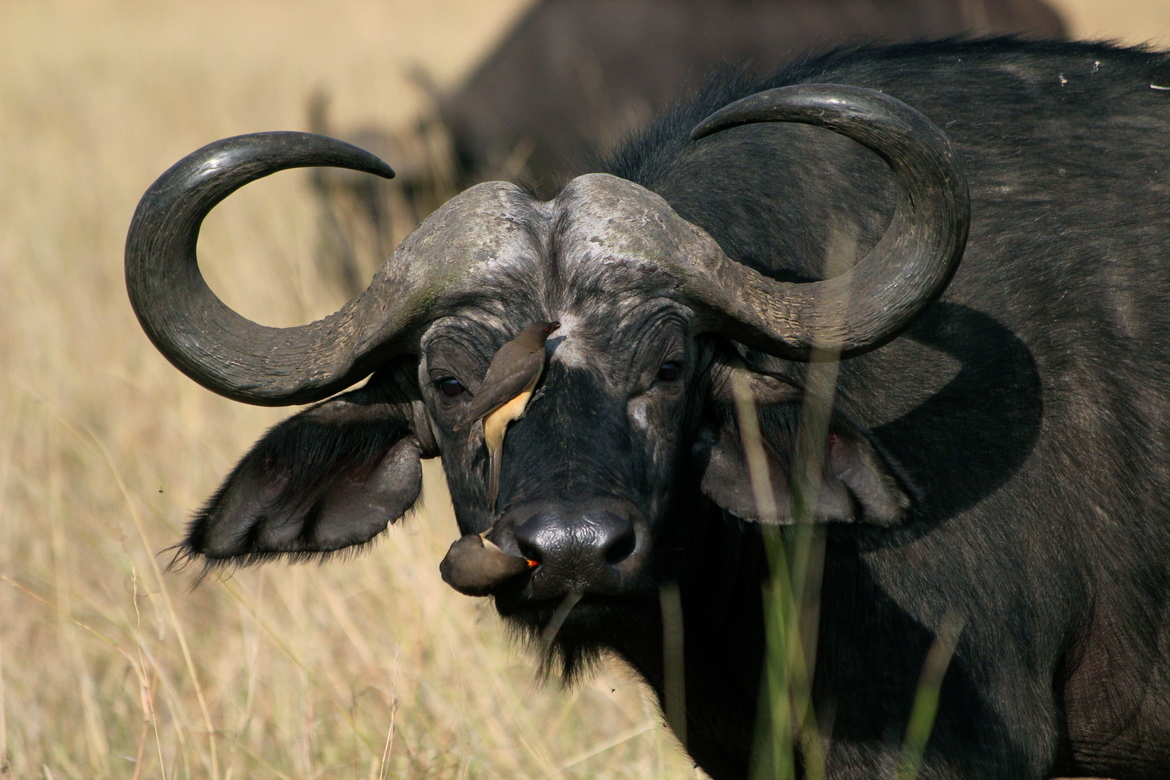 African buffalo / Syncerus caffer, Maasai Mara, Kenya