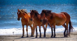 Grid 3 horses of corolla
