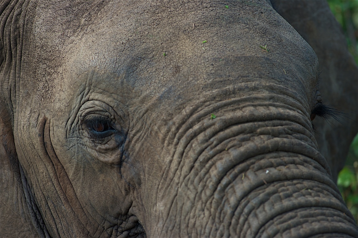 elephant, Kruger Park , South Africa