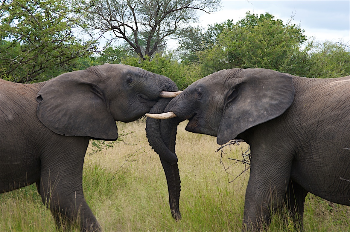 Elephants, Kruger Park, South Africa