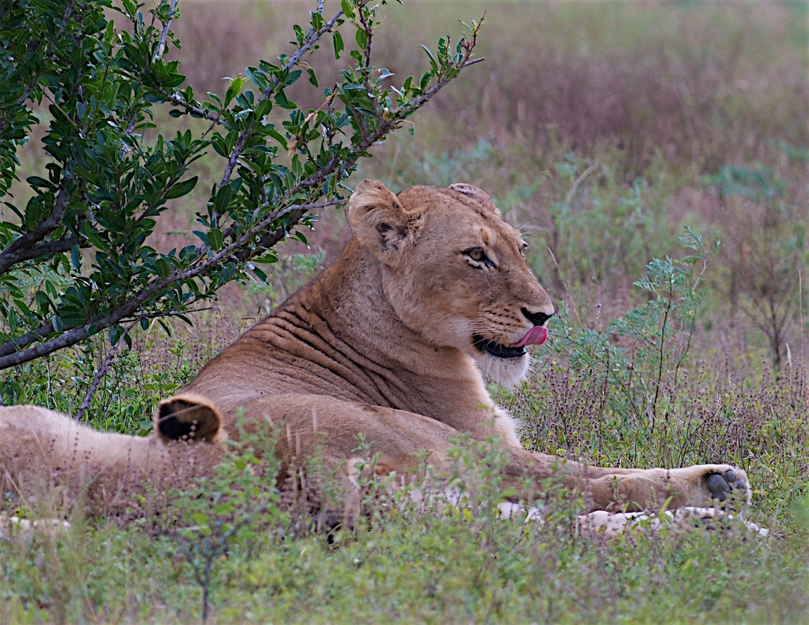 Lion, Kruger Park, South Africa
