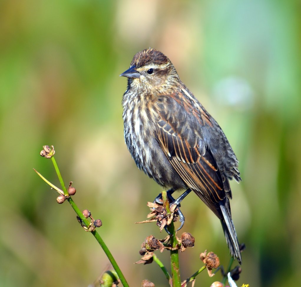 Red Winged Blackbird, Boynton Beach, Florida, USA