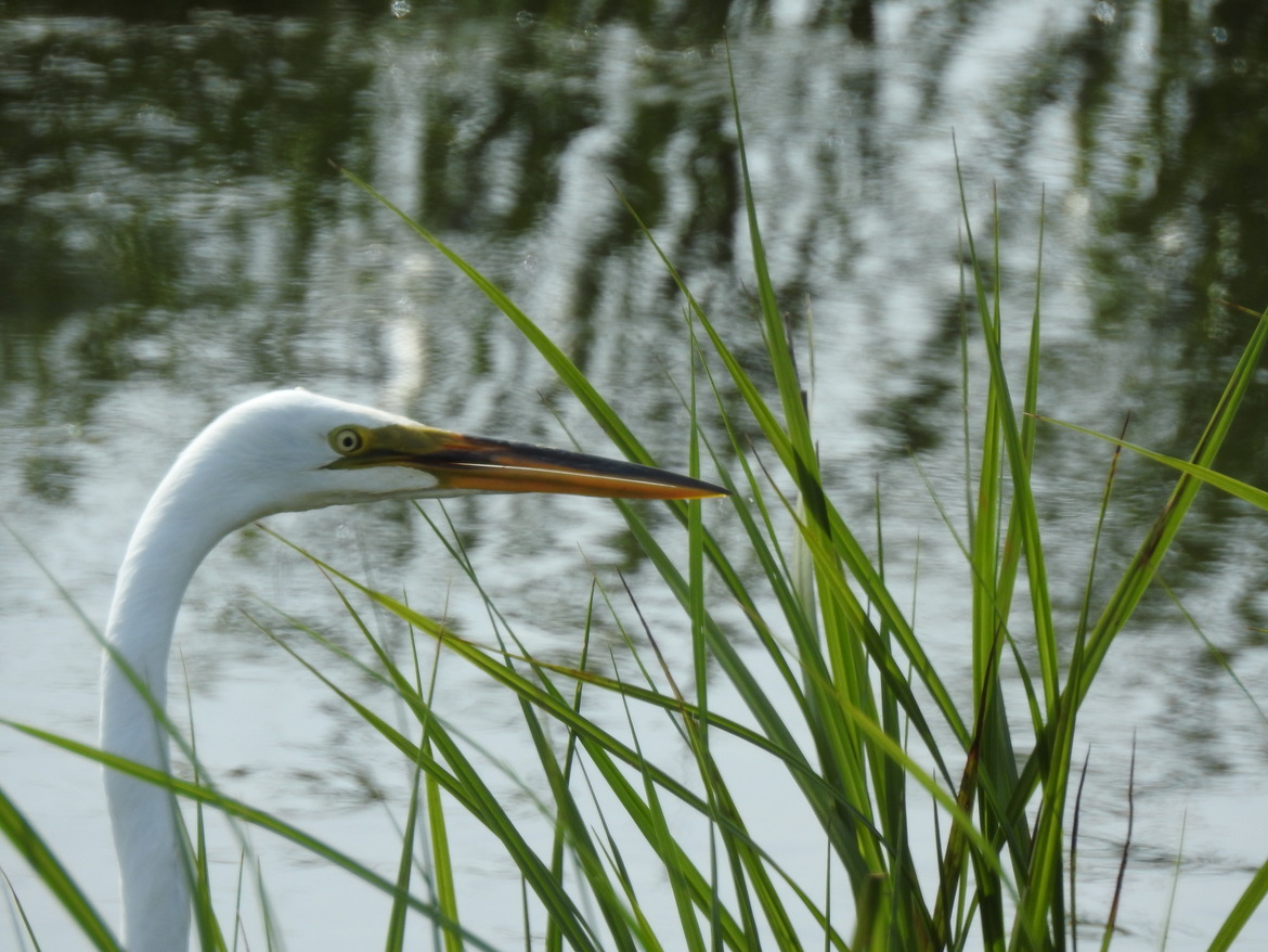 Great Egret, Chincoteague National Wildlife Refugee , United States of America