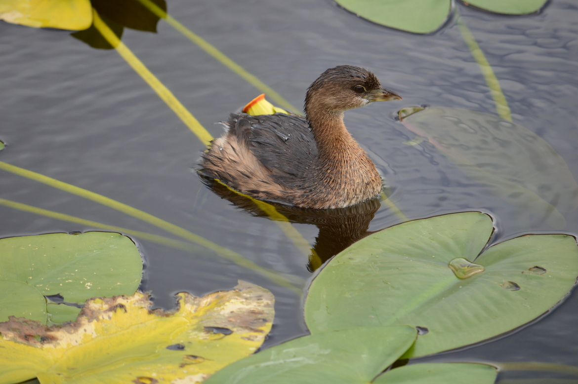 Pied-billed Grebe, Delray Beach, Florida, USA