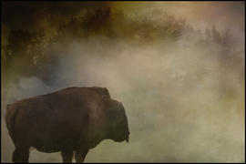 Grid bison in mist small 1920
