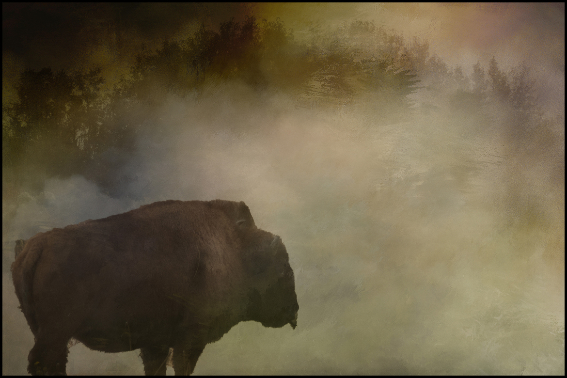 American Buffalo, Paynes Prairie State Park, Florida, USA, United States of America