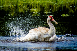Grid whooper bathing.jpg  1 of 1 