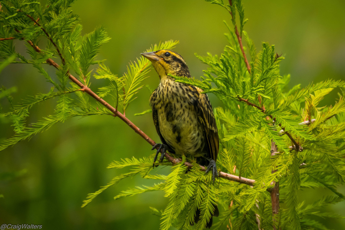 Red Wing Blackbird, North Florida, United States of America
