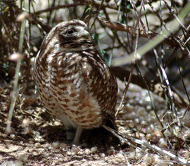 Grid owlet 54