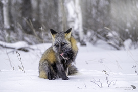 Grid cross fox wpotd