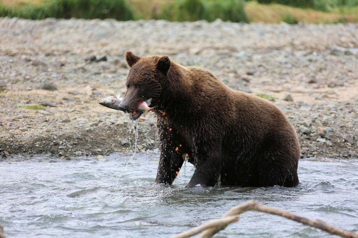 Brown Bear, Katmai, United States of America
