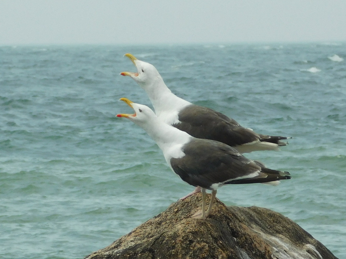 Seagull/Laridae, Block Island, United States of America