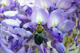 Grid bee on wisteria