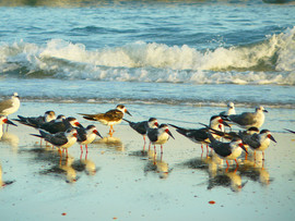 Grid black skimmers filtered