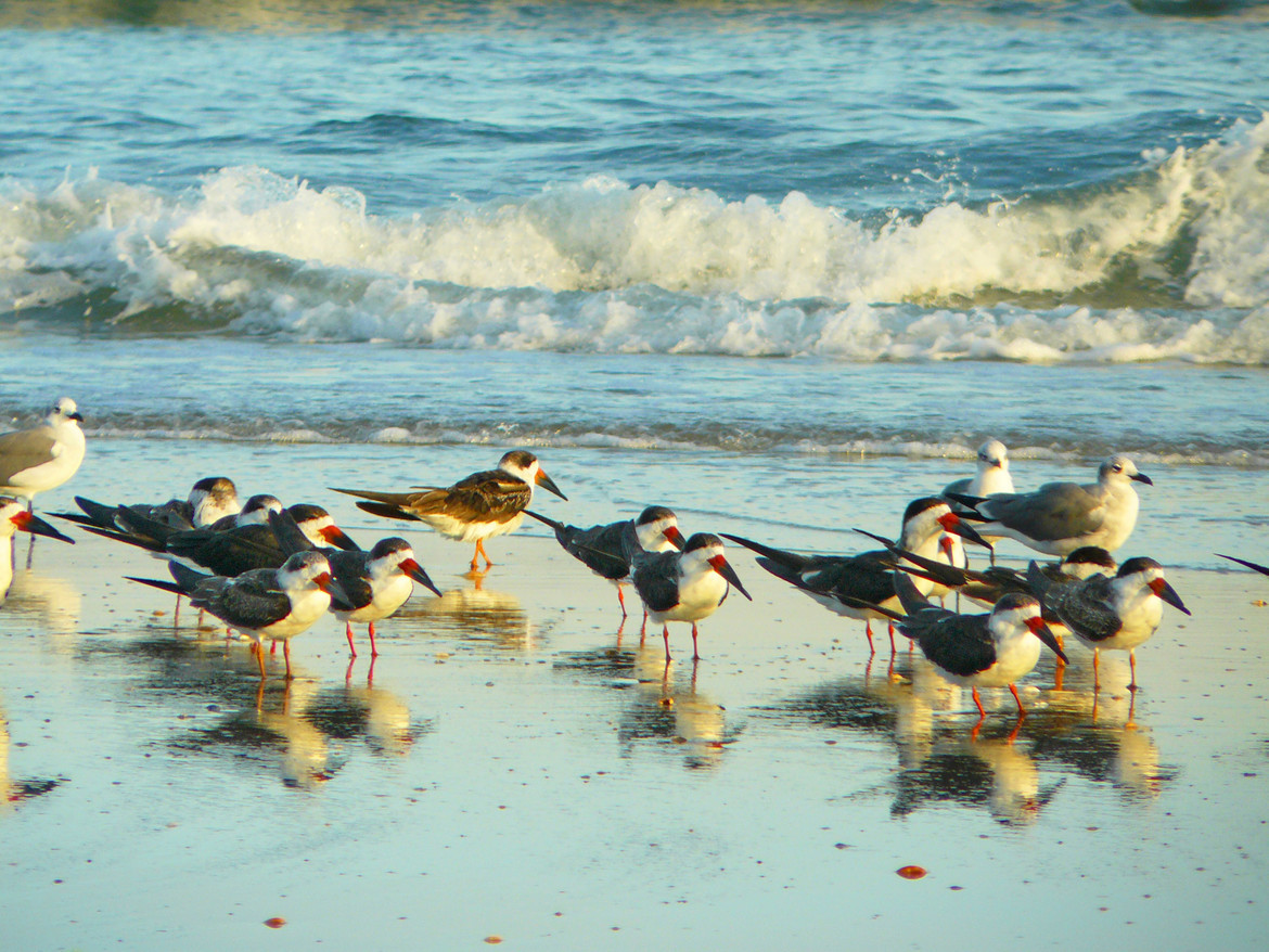 Black Skimmers, Murrells Inlet, SC, United States of America