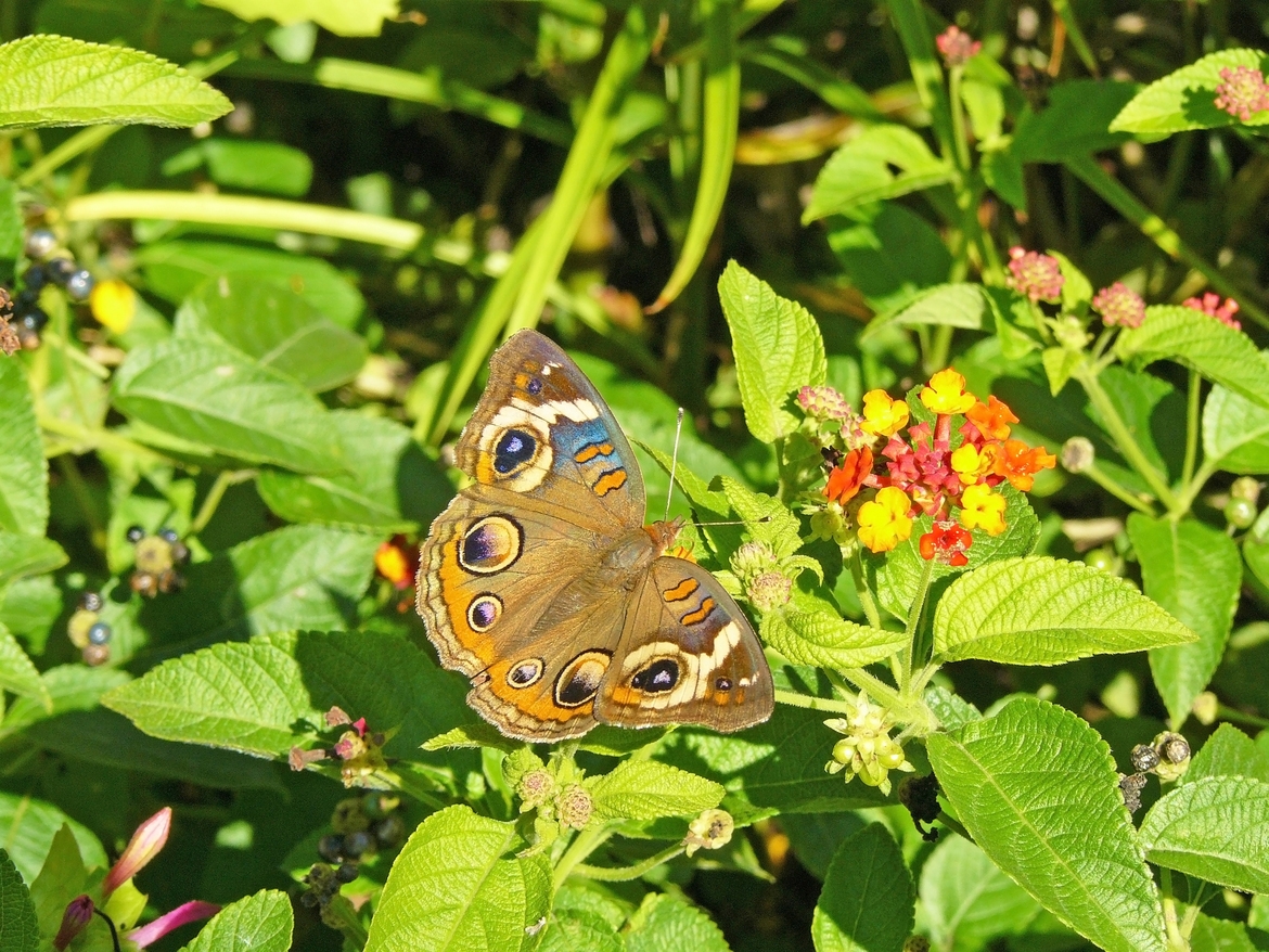 Buckeye Butterfly, Brookgreen Gardens, United States of America